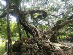 -小洲村