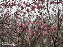 -郑州植物园