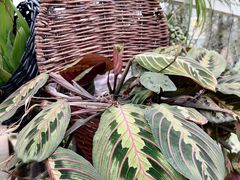 -三圣花乡旅游区