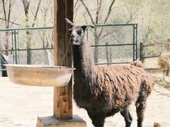 -青藏高原野生动物园