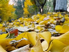 -长白岛森林公园