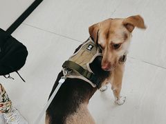 -美联众合动物医院·24h京西诊疗中心