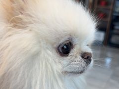 -北京派仕佳德动物医院·超导核磁·CT·神经科·骨科·内外科·急重症管理中心