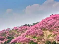 -新建村梅花