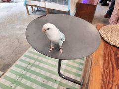 -吉丁鸟咖·异宠·寄养