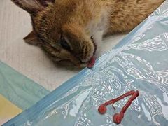 -爱佳宠物中心医院24H·CT·骨外科·猫专科(瑶海万达店)