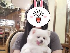 -more than meow吴止猫主题餐厅(承德 中船汇店)