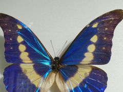 -上海昆虫博物馆