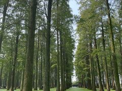 -渌洋湖湿地公园