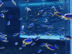 -海合安成都极地海洋公园