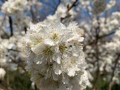 -樱桃山旅游景区