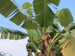 -云溪植物园