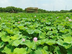 -荷塘月色湿地公园·向阳花洲