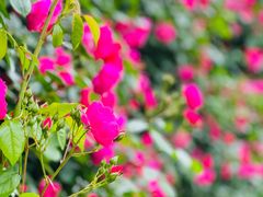 -广富林郊野公园