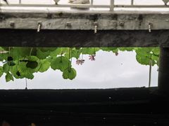 -荔湾湖公园