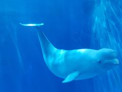 -多彩贵州城极地海洋世界