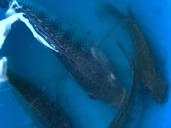 鱼鱼鱼鱼-侯臣咖啡文化村