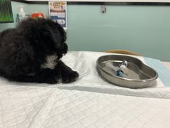 -嘉馨宠物医院·CT影像转诊·心脏科·犬猫全科诊疗中心(下沙大学城院区)