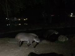 -清迈夜间动物园