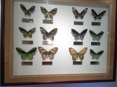 -上海昆虫博物馆