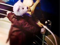 -济州岛泰迪熊博物馆