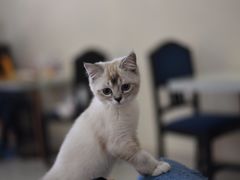 -鼓捣猫呢主题猫咖店