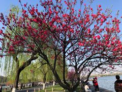 -西湖外事游船(花港观鱼码头)