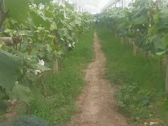 -马陆小张葡萄园农家乐