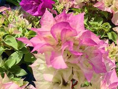 -龙大花卉苗木市场