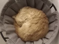 -有猫主题·治愈系猫咖(曾厝垵店)