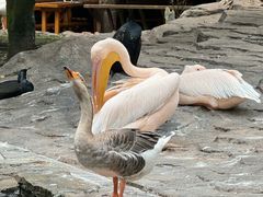 -中国大熊猫保护研究中心雅安碧峰峡基地