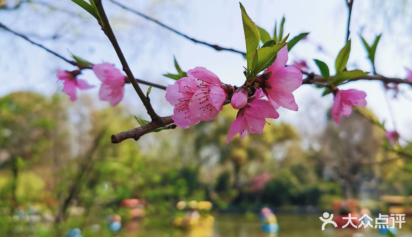 春光爛漫的魯迅公園開放啦