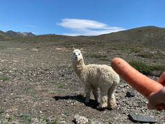 -新疆天山野生动物园