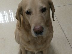 -康乐宝动物医院