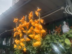 -曲阳花鸟市场(曲阳路店)