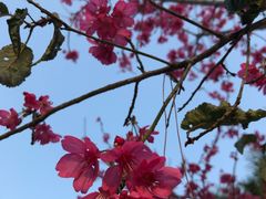 -广州市流溪河国家森林公园