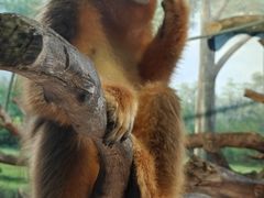 -广州长隆野生动物世界
