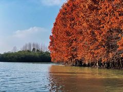 -上海海湾国家森林公园