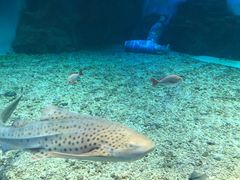 -泉城欧乐堡海洋极地世界