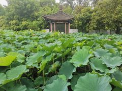 -莲湖公园