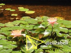 莲花-二龙喉公园