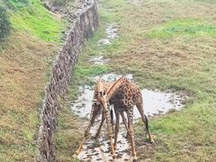-安徽大青山野生动物世界
