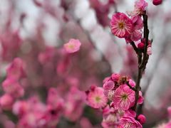-花开海上生态园
