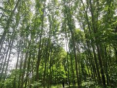 -桤木河湿地公园