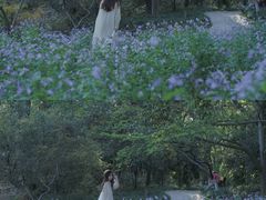 -西湖外事游船(花港观鱼码头)