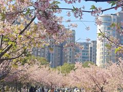 -新江湾城公园