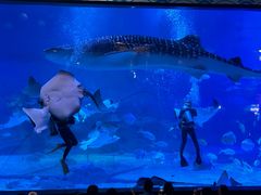 -烟台海昌鲸鲨海洋公园