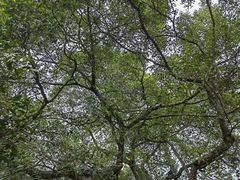 -小洲村