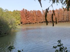 -上海海湾国家森林公园