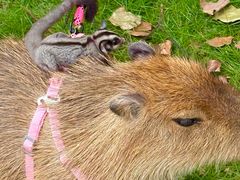 -J Create城市露营咖啡·简餐·宠物(上海动物园店)